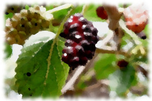 Mulberry fruits