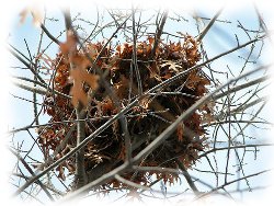 A nest in a tree