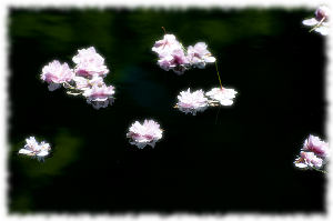 Floating Blossoms
