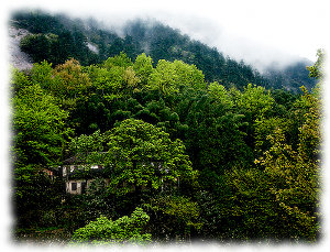 Huangshan, China (Chi King)