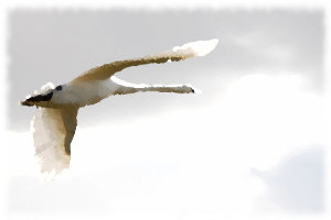 Swan Fly-by - Richard Heeks