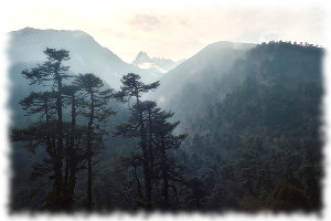 Mountain forest mist - Oliphant